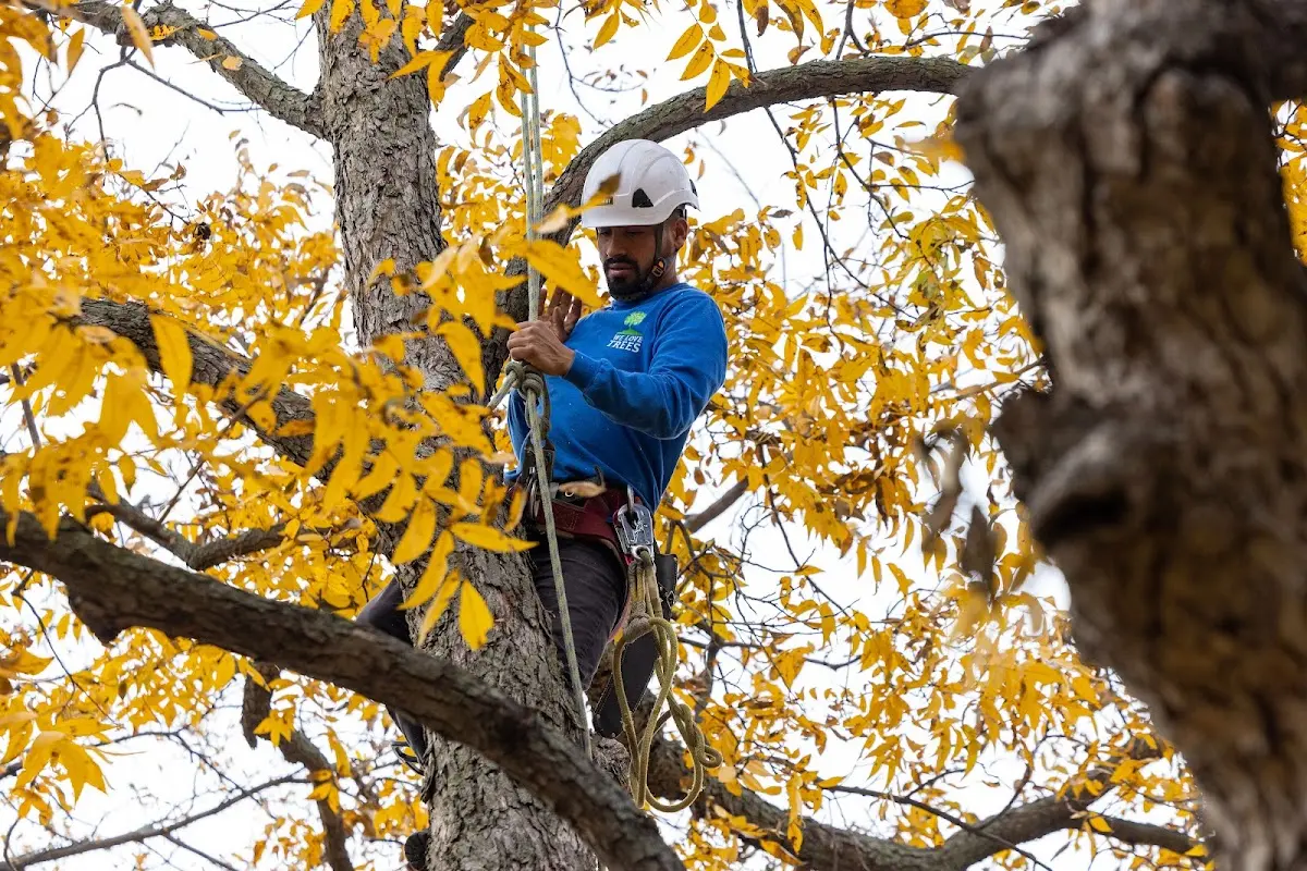 Skilled Emergency Tree Service crew working in Springfield